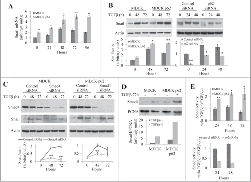 Figure 5. p62 regulates the expression of junctional proteins via the Smad/Snail signaling pathway. (A) Snail mRNA levels were quantified by qRT-PCR in MDCK and MDCKp62 cells treated with TGFβ from 0 to 96 h. (B) MDCK, MDCKp62 cells, and MDCK cells treated with p62 siRNA were subjected to TGFβ treatment. Expression of Snail and actin were revealed by protein gel blotting. (C) MDCK and MDCKp62 cells were treated or not with Smad4 siRNA and subjected to TGFβ treatment. Expression of Smad4, Snail, and actin were revealed by western blotting. (D) MDCK and MDCKp62 cells were treated with TGFβ for 72 h. Expression of Smad4 and PCNA were revealed by protein gel blotting of nuclear extracts. (E) MDCK, MDCKp62 cells or siRNA p62-treated MDCK cells were transiently transfected with a Smad reporter construct together with a Renilla luciferase expression vector and treated with TGFβ for the indicated times.