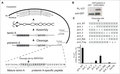 Figure 1. PL-1C7 monoclonal antibody specifically recognizes the lamin A precursor, prelamin A. (A). Diagram of prelamin A structure and processing. The PL-1C7 monoclonal antibody was raised using as an antigen a synthetic peptide composed of the 12 amino acids spanning the ZMPSTE24 cleavage site in prelamin A (T643-R654), and includes 4 amino acids from the mature lamin A as well as 8 specific prelamin A residues (gray shading). (B). PL-1C7 antibody binding to the carboxyl terminus of prelamin A was confirmed by western blot using a GST_prelamin A V629-M664 fusion protein, right lane; non-fusion protein GST control, left lane. (C). PL-1C7 epitope mapping was done by ELISA immunoassays using a panel of 7 synthetic peptides where wild type amino acids triplets were sequentially replaced by alanine triplets, as well as 2 peptide mimics of ZMPSTE24-generated lamin A fragments: pLA_Mat (G635-Y646) and pLA_frag (L647-S657). Antibody binding was plotted as percentage of binding in relation to the wild type lamin A peptide (pLA_WT). p < 0.005. See also Fig. S1.