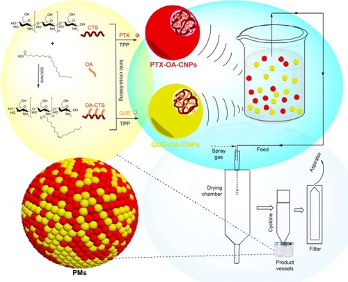 Scheme 1 Synthesis and preparation scheme of PMs.Abbreviations: PMs, polymeric microspheres; CTS, chitosan; OA, oleic acid; OA-CTS, OA-conjugated CTS; EDC, 1-(3-dimethylaminopropyl)-3-ethylcarbodiimide hydrochloride; NHS, N-hydroxysuccinimide; PTX, paclitaxel; TPP, sodium tripolyphosphate; QUE, quercetin; PTX-OA-CNPs, nanoparticles loaded with PTX; QUE-OA-CNPs, nanoparticles loaded with QUE.