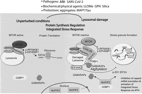 Figure 1. Lysosomal damage results in generalized protein synthesis inhibition by induction of stress granule (SG) formation and MTOR inactivation. The signal from damaged lysosomes is transduced to the SG machinery via a pool of EIF2AK2/PKR that resides on lysosomes. Upon damage, PKR phosphorylates EIF2A/eIF2α, a key regulator of translational arrest and SG formation. Inhibition of capped mRNA translation due to EIF2A phosphorylation and SG formation elicits an ATF4-driven integrated stress response in response to lysosomal damage. Complementary to SGs, lysosomal damage also inactivates MTOR. Under normal conditions, MTOR phosphorylates its substrates RPS6KB1/S6K1 and EIF4EBP1 to promote protein translation. Damaged lysosomes are Atg8ylated by GABARAPs which directly bind and recruit SG proteins NUFIP2 and G3BP1 to the lysosomal surface where they act to inactivate MTOR. The pools of NUFIP2 and G3BP1 are split between SG formation and the Ragulator-RRAG complex to control MTOR activity together with LGALS8 on the lysosomes. This results in both a competition (limiting SG formation) and a synergy (inhibiting translation by both sequestering mRNAs in SGs and inhibiting MTOR) thus coordinating these two roles of NUFIP2 and G3BP1 for the optimal contribution of both aspects of protein translation.