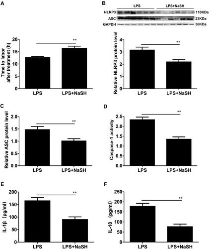 Figure 3 The effects of NaSH on the activation of the NLRP3 inflammasome in mouse myometritis. (A) The average gestational length for LPS-induced preterm mice and LPS plus NaSH treatment groups. (B) Protein levels of NLRP3 and ASC were evaluated by Western blot analysis. GAPDH was used as a loading control. Densitometric analysis was conducted to determine the protein expression of NLRP3 (B) and ASC (C) in the LPS-induced preterm or LPS plus NaSH treatment groups in mouse myometrial biopsies. (D) The caspase-1 enzyme level was measured with a Caspase-1 Activity Assay Kit. The concentrations of IL-1β (E) and IL-18 (F) in the uterus of mice were determined with specific enzyme-linked immunoassays. Myometrial tissues were obtained from pregnant C57BL/10 mice in the LPS-induced preterm labour (LPS) or LPS plus NaSH treatment groups (LPS+NaSH). Individual comparisons were conducted with one-way ANOVA, and all data are presented as the mean ± SD (n=8, **P <0.01 indicate a significant difference from the LPS group).