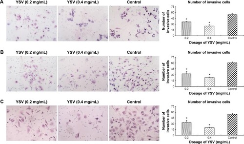 Figure 2 Inhibitory effects of YSV on invasion of human lung cancer cells in vitro.