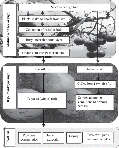 Figure 1. Household post-harvest handling storage and food use of Strychnos spp.