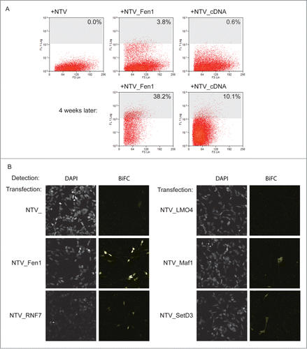 Figure 3. A library screen to identify PCNA interacting proteins. (A) The screen in practice. Top panels: FACS analysis of yellow fluorescence of HEK293 cells stably expressing PCNA_CTV 24 hours after transfection as indicated. The cells with a fluorescence level greater than 108 units (% indicated) were collected and returned to culture with selection to maintain the prey plasmids. Four weeks later the fluorescence profiles were as indicated (lower panels). (B) Validation of candidate PCNA interacting proteins from the screen. Constructs expressing the full length cloned cDNAs indicated were transfected into HEK293 cells stably expressing PCNA_CTV and BiFC signal was detected in the yellow channel using confocal microscopy.