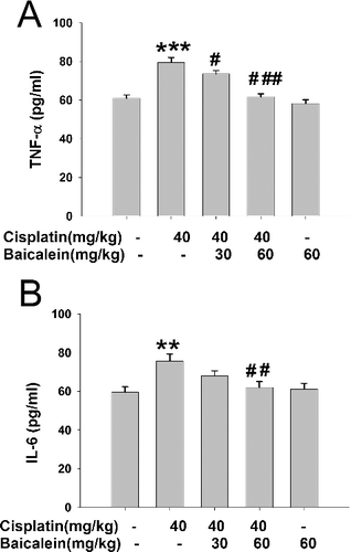 Figure 6. Serum TNF-α (A) and IL-6 (B) levels in cisplatin-treated mice with or without administration of baicalein.