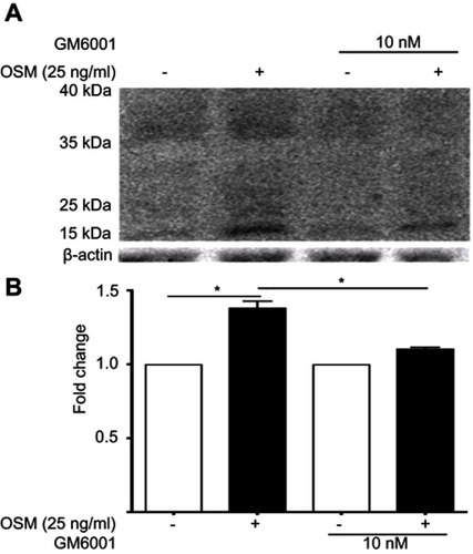 Figure S3 OSM-induced CD44 cleavage is reduced by a general MMP inhibitor in ER+ breast tumor cells (A) T47D cells were treated with 10 nM of GM6001 (global MMP inhibitor) for 48 hrs prior to the addition of OSM (25 ng/mL) for an additional 48 hrs. Whole cell lysates were collected and CD44 Western blot analysis was performed to observe cleaved products. OSM induces CD44 in T47D cells after 48 hrs; inhibition of MMP activity reduces OSM-induced CD44 cleavage. (B) Quantitation of the 15–35 kDa bands by ImageJ demonstrate that GM6001 significantly reduces OSM-induced CD44 cleaved products (n=3) (*P<0.05, unpaired t-test). Fold change was calculated using non-OSM treatment as a baseline control compared to OSM treatment. GM6001 with OSM fold change was calculated by comparing it to OSM treatment in the absence of GM6001.