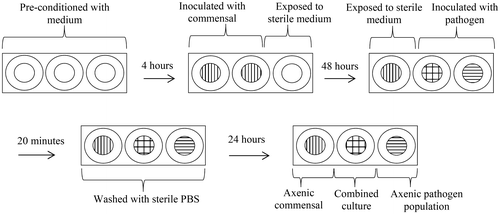 Figure 1. Schematic diagram of the biofilm model experiments.