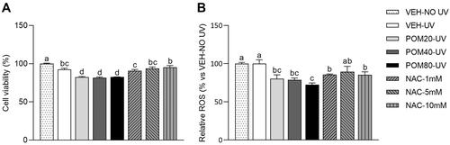 Figure 5. Cell viability percentages (A) and relative ROS levels (B) in human fibroblasts Hs68 cells obtained in the regenerative assay. Data are expressed as mean ± SEM (n = 3). The results are expressed as a percentage relative to the average of the VEH-NO UV group (100%). abcdMean values represented with different letters are significantly different from each other (One-way ANOVA, Duncan post-hoc, p < 0.05).