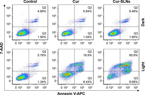 Figure 3 FACS profiles of Annexin V-APC/7-AAD staining of A549 cells undergoing apoptosis induced by Cur and Cur-SLNs in the dark or with irradiation.Abbreviations: Cur, curcumin; Cur-SLNs, curcumin-loaded solid lipid nanoparticles; FACS, fluorescence-activated cell sorter.