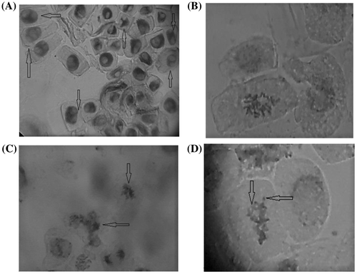Figure 1. Some chromosomal alterations induced in Zea mays by the extract of Ambrosia artemisiifolia: (a) multinucleated cells; (b) C-metaphase; (c) sticky chromosomes; (d) ring chromosomes and fragments.