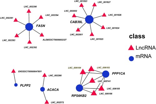 Figure 8. Network of regulatory relationships between LncRNAs and their cis-regulated target genes.
