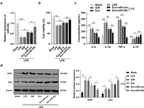 Figure 4. EV-miR-23b inhibits inflammation response in BV2 cells. (a) RT-qPCR analysis of miR-23b expression in BV2 cells; (b) MTT assay for BV2 cell viability; (c) ELISA for IL-6, IL1β, TNFα, and IL10 protein concentration in BV2 cells; (d) Western blot analysis for iNOS and Arg1 protein expression in BV2 cells. The cell experiment was repeated three times. Data are expressed as mean ± standard deviation and analyzed using one-way ANOVA and Tukey’s multiple comparisons test, *p < 0.05, **p < 0.01