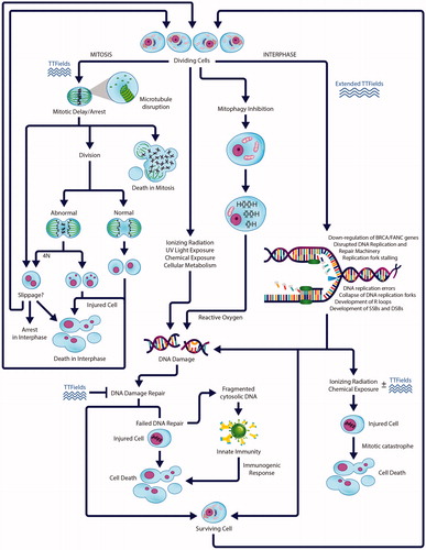 Figure 2. Schematic drawing of the TTFields influence on key events of mitosis and DNA damage, replication stress pathways in cancer cells. TTFields exposure affects mitosis process by increasing mislocalization of septins, mitotic spindle disruption and interfering with tubulin polymerization, which results abnormal cell division and chromosome segregation thereby leading to mitotic catastrophe and cell death. FA pathway genes expression decreases under TTFields treatment which are implicated in DNA damage repair and replication fork stabilization processes. Because of improper response to ongoing high replication stress and DNA damage it eventually lead to cell death. Surviving cells undergo prolonged TTFields exposure. UV: Ultra Violet; DSBs: Double Strand Breaks; SSBs: Single Strand Breaks; BRCA: BReast CAncer; FANC: Fanconi Anemia Complementation Group.