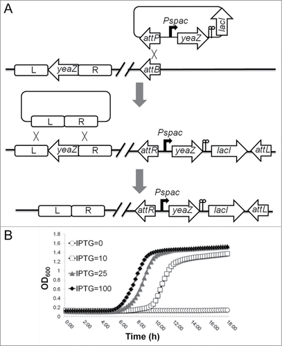 Figure 1. Construction of a defined Pspac-regulated yeaZ expression mutant in S. aureus (A) and the effect of the depletion of YeaZ on growth of S. aureus (B) in tryptic soy broth (TSB) with Tc (5 μg/ml) and different concentrations of IPTG (μM) at 37°C.