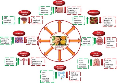 Figure 1 Effect of curcumin on various cellular pathways of different types of cancer.