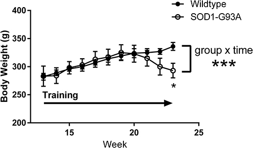 Figure 3 Body weight as a function of age (in weeks) for the wildtype (black circles, n=5) and SOD1-G93A (open circles, n=6) groups. Rats were trained to perform the task prior to week 13 and continued daily strength training through their 23rd week. ***Group × time interaction, p<0.001; *First time point at which groups differed significantly as determined by t-test.