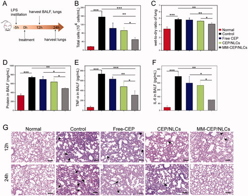 Figure 6. MMs-coated biomimetic nanoparticles can improve the therapeutic efficacy of ALI in a mouse model. (A) Experimental protocol for evaluating the therapeutic effect of free CEP, CEP/NLCs and MM-CEP/NLCs. (B) Total cell counts in BALF. (C) Lung water content was assessed by the measurement of wet-to-dry ratio. (D) Protein contents in BALF were measured using a BCA kit. (E) TNF-α and (F) IL-6 in BALF were measured by ELISA kit. (G) Hematoxylin and eosin (H&E)-stained lung tissue sections were imaged (scale bar = 100 μm). (n = 4, mean ± SD, *p < .05, **p < .01, ***p < .001 and ns, no significance).