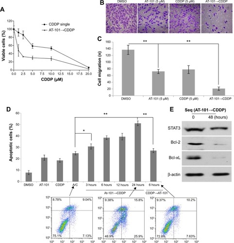 Figure 2 Sequential treatment with AT-101 and CDDP inhibited proliferation and migration and promoted cell death in A549 cells through the downregulation of Bcl-2 and Bcl-xL expression.