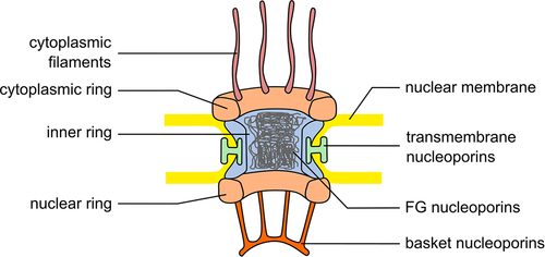 Figure 1. Nuclear pore complex scheme. Simplified scheme of the nuclear pore complex with the ring structures indicated: inner ring in light blue, cytoplasmic and nuclear rings in light orange, transmembrane nucleoporins in green. In addition, cytoplasmic filaments are in violet, nuclear basket in orange. FG-nucleoporins forming the central channel are in gray.