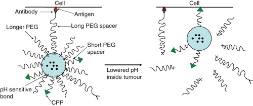 Figure 10. Schematic of a ‘smart’ nanocarrier with a temporarily ‘hidden’ function, for example a CPP, and ‘shielding’ polymeric coat (with or without targeting antibody attached to it) providing longevity in the blood and specific target (tumour) accumulation and preventing the hidden function from premature interaction with target cells. Polymeric chains are attached to the carrier surface via low pH-degradable bonds. After the accumulation in the tumour due to PEG (longevity) and/or antibody (specific targeting), pH-dependent de-shielding of the temporarily hidden cell-penetrating function allow for carrier penetration inside tumour cells.