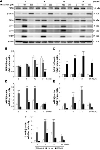 Figure 7 The involvement of ER stress pathways in midazolam-induced apoptosis in TM3 cells. TM3 cells were treated without or with different concentrations of midazolam (150 and 300 μM) for 3, 6, 12 and 24 hours. PERK (140 kDa), phosphor-EIF2α (38 kDa), EIF2α (36 kDa), ATF4 (49 kDa), ATF3 (21 kDa) and CHOP (30 kDa) were detected by Western blot analysis (A). Immunoblot represents the observations from one single experiment repeated at least three times. The integrated optical densities (IOD) of PERK (B), phosphor-EIF2α (C), ATF4 (D), ATF3 (E) and CHOP (F) proteins were normalized with β-actin (43 kDa) in each lane. Each data point represents the mean ± SEM of three separate experiments. *, ** and *** indicate statistical difference compared to control equivalent to p<0.05, p<0.01 and p<0.005, respectively, (c = control).