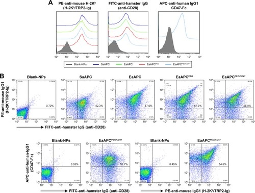 Figure 3 Phenotypic analyses of aAPCs by flow cytometry. Blank-NPs, SaAPC, EaAPC, EaAPCPEG, and EaAPCPEG/CD47 were generated in parallel, and followed by fluorescence staining with FITC-anti-hamster IgG (binding to anti-CD28), PE-anti-mouse H-2Kb (binding to H-2Kb/TRP2-Ig), and/or APC-anti-human IgG1 (binding to CD47-Fc). Blank-NPs were pre-blocked with BSA. (A) Flow cytometric histograms for each type of aAPCs and Blank-NPs. (B) Flow cytometric dot plots for each type of aAPCs and Blank-NPs in a two-color manner with the percentage of double-positive aAPCs in the upper right quadrant.Abbreviations: SaAPC, nanospherical aAPCs; EaAPC, nanoellipsoidal aAPC; EaAPCPEG, PEGylated nanoellipsoidal aAPC; NP, nanoparticle; aAPC, artificial antigen-presenting cell; EaAPCPEG/CD47, PEGylated and CD47-conjugated nanoellipsoidal aAPCs.