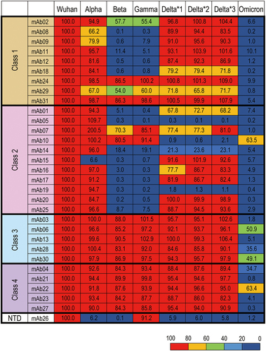 Figure 4. Comparison of the binding activities to spike proteins of SARS-CoV −2 variants among mAbs of different binding classes. The relative binding activities (%) were calculated by normalizing the AUCs of binding to variant spike proteins by those to the Wuhan spike protein. Relative binding (% against Wuhan) to Alpha (B.1.1.7), Beta (B.1.351), Gamma (P.1), Delta *1 (B.1.617.2; AY.4), Delta *2 (B.1.617.2; AY.4.2), Delta *3 (B.1.617.2; AY.3; AY.5; AY.6; AY.7; AY.14) and Omicron (B.1.1.529; BA.1) are shown for each binding class.