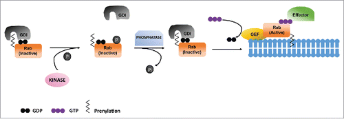 Figure 3. Phosphoregulation of Rabs. Phosphorylation of GDP bound Rab inhibits its association with GDI which results in its failure to insert in target membrane. Dephosphorylation of Rab leads to its association with GDI, which takes it to the target membrane as well as its activation by GEF.