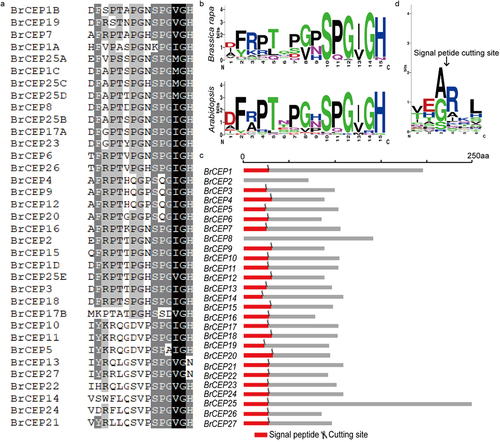 Figure 1. Identification of BrCEP gene family. (a) Alignment of the 27 BrCEP CEP motifs. (b) WebLogo representation of the conserved BrCEP and AtCEP motifs. (c) Signal peptide of BrCEP proteins. The red boxes represent signal peptides, and the scissors represent the predicted signal peptide cleavage posotion. (d) WebLogo representation of the signal cleavage sites.