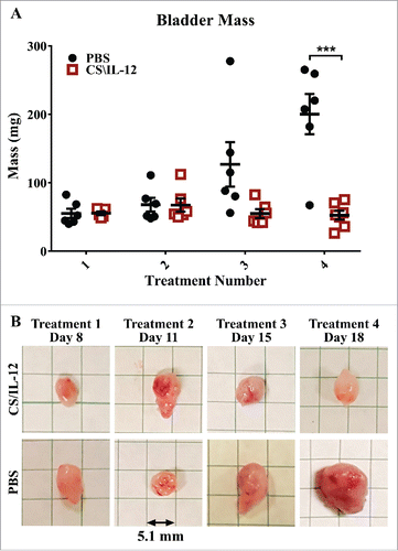 Figure 3. Bladder weight decreases with treatment. Mice were implanted with 75,000 MB49 cells in the bladder and given 1, 2, 3, or 4 intravesical treatments with CS/IL-12 on days 7, 11, 15, and 18, respectively (n = 5–7 per group). One day after each treatment, the mice were sacrificed and their bladders were removed, weighed (A), and photographed (B) before further processing for analysis. The representative bladders in (B) are placed on a 5.1-mm (0.2 in) grid paper. Error bars indicate mean with SEM. Asterisks indicate differences between PBS and CS/IL-12 treated mice at the indicated time point as determined through Student's t-test: ***p < 0.0005.