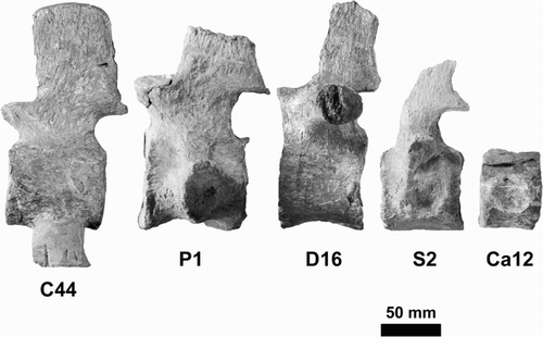 Figure 7. Typical examples of vertebrae from different regions of the spinal series. C44, mid-cervical; P1, first pectoral; D16, posterior dorsal; S2, second sacral; Ca12, mid-caudal.