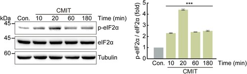 Figure 3. Chloromethylisothiazolinone (CMIT) exposure induces eIF2α phosphorylation. HaCaT cells were treated with 10 μg/mL of CMIT for the indicated times, and cell lysates were immunoblotted using the indicated antibodies. The values under the blot denote the relative intensities of the p-eIF2α bands. Bands were quantified using densitometry and normalized to eIF2α. Tubulin served as a loading control. Results are expressed as the mean ± standard deviation (n = 3). ***p < 0.001.