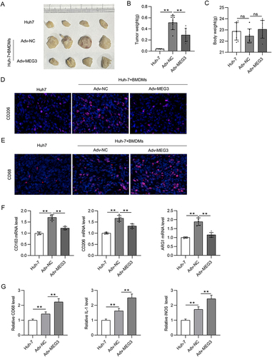 Figure 7 LncRNA MEG3 inhibits tumorigenesis in vivo. Huh-7 cells and BMDMs transfected with Adv-MEG3/Adv-NC were subcutaneously planted into the armpits of mice. Thirty days later, mice were sacrificed. (A) An image is provided to show the size of harvested tumors in Huh-7 group, Huh-7 + BMDMs + Adv-NC group, and Huh-7 + BMDMs + Adv-MEG group. (B and C) Tumor weight and body weight in each group were compared. (D and E) Immunofluorescent staining was performed to detect CD206 and CD68 expression in tumor tissues of each group. (F) The mRNA levels of M2 polarization markers were quantified by RT-qPCR. (G) RT-qPCR was performed to analyze the mRNA levels of M1 polarization markers in tumor tissues. **p<0.01. ns: not significant.