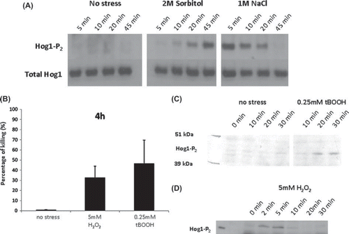 Fig. 1 Comparison of the effects of specific stressors upon Candida albicans and Candida glabrata cells grown in YPDT at 30°C. (A) Impact of 2 M sorbitol and 1 M NaCl upon the dynamics of Hog1 phosphorylation in C. glabrata: upper panels, Western blots probed with a phospho-specific antibody against Hog1; lower panels, Western blots probed with an anti-Hog1 antibody that detects total Hog1 (loading control). (B) Impact of 4 h exposure to 5 mM H2O2 and 0.25 mM tBOOH upon C. albicans killing as quantified by propidium iodide staining and FACS analysis. (C) Dynamics of Hog1 phosphorylation in C. albicans following exposure to 0.25 mM tBOOH as assayed by Western blotting. (D) Dynamics of Hog1 phosphorylation in C. albicans following exposure to 5 mM H2O2.