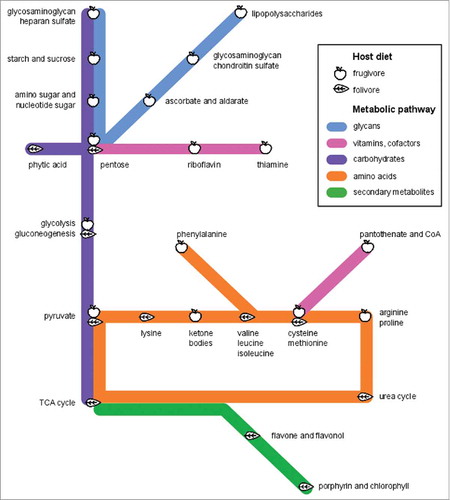 Figure 5. Lemur metagenomes are tailored to diet. We use a “subway diagram” to illustrate the different “metabolic routes” enriched in frugivours versus folivorous metagenomes. L. catta and V. variegata microbiomes are capable of metabolizing a range of sugars, starches, and host-derived glycans, reflecting their fruit-based diet and shorter transit times, while P. coquereli metagenomes appear adapted specifically for anaerobic fiber digestion.