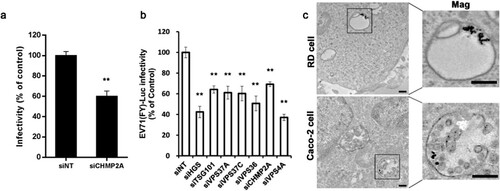 Figure 5. EV71 can be transported through ESCRT-MVBs during infection (a, b) EV71 (MOI = 10) and EV71 (FY)-Luc infectivity of Caco-2 cells transfected with siHGS, siTSG101, siVPS36, siVPS37A, siVPS37C, siCHMP2A and siVPS4A. Values are normalized to non-targeting siRNA (siNT) control. (c) Transmission electron microscopy localization of EV71 particles. RD cells and Caco-2 cells were incubated with EV71 (MOI = 100) for 90 min, fixed, cut into ultrathin cryosections, and stained with EV71/PAG (15 nm). Insets show higher magnification of black boxed areas. Scale bars, 200 ηm. *p < 0.05, **p < 0.01.