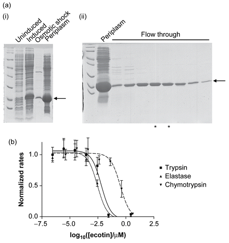 Figure 2.  (a) The expression and purification of recombinant ecotin. The recombinant protein is indicated by an arrow and runs close to the 18 kDa marker, as expected. (i) Extraction of a periplasmic extract. Uninduced and induced refer to cell extracts immediately before and 3 h after induction of the cells with IPTG. Osmotic shock refers to a sample of the bacterial suspension following treatment with osmotic shock buffer, and the last lane is the periplasmic extract. (ii) Purification by ion-exchange chromatography. The periplasmic extract was loaded onto a ResourceQ column (see “Materials and methods”). Ecotin washed through the column under the conditions of the experiment whereas most of the impurities remained bound. Periplasm refers to a sample of the periplasmic proteins prior to application to the ion-exchange column. Flow through refers to samples of fractions from the column. The fractions marked with asterisks were used without further purification. (b) Recombinant ecotin inhibits trypsin (▪ and solid line), elastase (▴ and dotted line), and chymotrypsin (▾ and dashed line). To enable the data to be shown on a single graph, the rates were normalized such that the rate in the absence of ecotin was equal to 1.0. Each point represents the mean of three separate determinations, the error bars the standard error of these means, and the lines the non-linear curve fit obtained as described in “Materials and methods.”