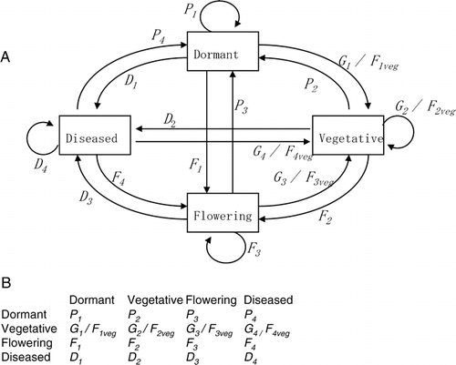 Figure 1 Life-cycle graph of a V. vitis-idaea ramet (A). Stage-classified projection matrix based on the life-cycle graph (B). Pi denotes dormancy, Gi growth, Fi flowering, and Di disease. Fi veg denotes asexual reproduction, which is incorporated into all stages by dividing the number of newly emerging vegetative ramets by all older ramets, since the maternal ramets could not be detected.