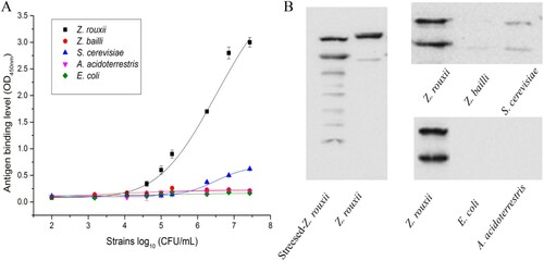 Figure 2. (A) ELISA detection of Z. rouxii B-WHX-12-54 and cross-reacting analytes. Data represent the mean of three replications ± SD. (B) Western blot analysis with the extracts of Z. rouxii B-WHX-12-54 and cross-reacting analytes.