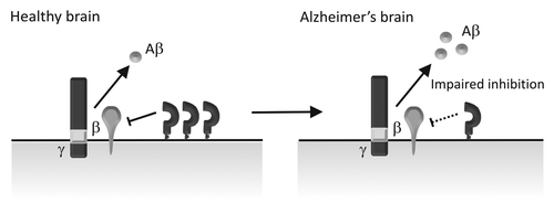 Figure 2. Schematic diagram depicting PrPC regulation of BACE1 in sporadic AD brains. In the healthy brain, PrPC interacts with BACE1 inhibiting its cleavage of APP and thereby keeping the level of Aβ in check. In sporadic AD, PrPC levels are reduced, leading to impaired BACE1 inhibition and increased Aβ formation.