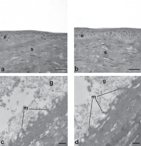 FIGURE 8  Morphological features of a healthy cornea at LM [(A) AG-Sol treated, and (B) control; scale bar = 10 µm] and at TEM [(C) AG-Sol treated, and (D) control; scale bar = 1 µm). Legend: e = epithelium; g = glycocalyx; m = microvilli; s = stroma.