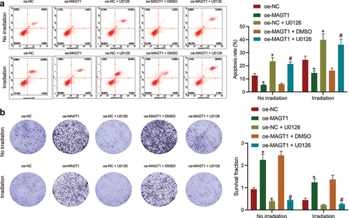 Figure 5. MAGT1 enhances the proliferation and radioresistance of glioma cells through the ERK signaling pathway. A: Flow cytometry to detect the apoptotic rate of SHG-44 cells in response to MAGT1 overexpression alone or its combination with U0126-induced ERK inhibition. B: Colony formation assay to evaluate SHG-44 cell clonogenic potential in response to MAGT1 overexpression alone or its combination with U0126-induced ERK inhibition. * p < 0.05 versus the oe-NC group. # p < 0.05 versus the oe-MAGT1 + DMSO group. Each cell experiment was repeated 3 times.