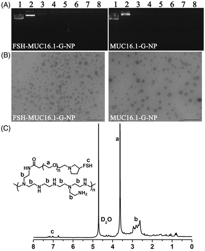 Figure 2. Characterization of nanoparticle complexes. (A) The condensation of plasmids by the PEG-PEI copolymers as determined by gel retardation analysis. Lane 1, naked plasmid; lanes 2 to 8, nanoparticle complexes at N/P ratios of 1, 5, 10, 15, 20, 25 and 30, respectively. (B) Transmission electron micrograph of the nanoparticle complexes. Bar, 1 μm. (C) The 1H NMR spectra of the FSH-PEG-PEI copolymer. The peaks at 4.6–4.7 ppm were solvent D2O. The FSH peptides, PEG (-OCH2CH2-) and PEI (-CH2CH2NH-) were represented by the peaks at 7.0–7.2 ppm, 3.5-3.6 ppm and 2.4–3.0 ppm.