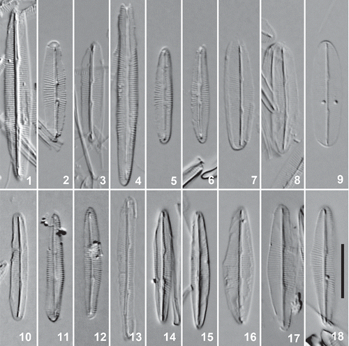 Figs 1–18. Cleaned valves of Berkeleya rutilans, LM. 1–3. Putative Berkeleya sp. 1 morphology from a colony (SEH156) for which we recorded only this genetic species group. 4–6. Putative Berkeleya sp. 9 morphology from a colony (GWS009393) for which we recorded only this genetic species group, including an initial valve (Fig. 4). 7–12. Putative Berkeleya sp. 1 (Figs 7–9) and Berkeleya sp. 9 (Figs 10–12) morphologies from a colony (GWS009756) recorded as containing both of the respective genetic species groups. 13–18. Representative valves from a single colony (GWS009341) containing Berkeleya sp. 6 (Fig. 13), sp. 8 (Figs 16–18), and sp. 9 (Figs 14, 15). Scale bar = 10 μm.