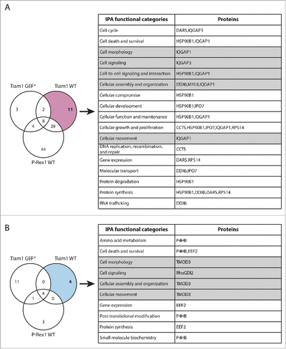 Figure 3. Functional classification of proteins with Tiam1 WT-specific changes in Rac1 binding. (A) Venn diagram comparing proteins with increased Rac1 binding in ≥ 2 SILAC SF-TAP experiments upon expression of indicated GEF constructs. Tiam1 Wild Type (WT)-specific proteins are outlined. (B) Venn diagram comparing proteins with decreased Rac1 binding in ≥ 2 SILAC SF-TAP experiments upon expression of indicated GEF constructs. Tiam1 WT-specific proteins are outlined. For A and B the associated tables show clustering of the Tiam1 WT-specific proteins with increased or decreased Rac1 binding, respectively, according to their cellular functions based on Ingenuity Integrated Pathway Analysis (IPA). Full protein names and SILAC ratios are outlined in Supplementary File 1. Proteins in highlighted categories were presented as part of a heat map in our recent publication. Citation18