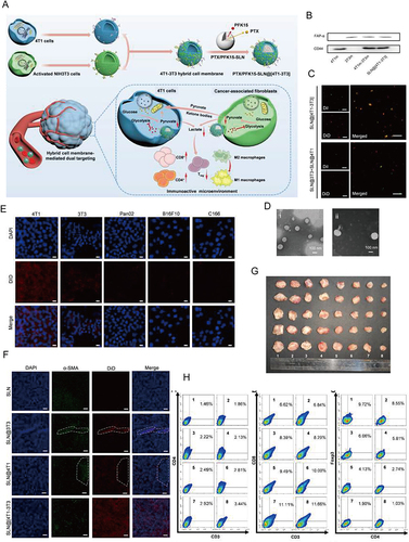Figure 10 Metabolic Reprogramming by Dual-targeting Biomimetic NPs for Enhanced Tumor Chemo-Immunotherapy. (A) Scheme of PTX/PFK15-SLN@[4T1-3T3] NPs. (B) Western blot assay of 4T1 membrane (4T1m), 3T3 membrane (3T3m), 4T1-3T3 membrane (4T1m-3T3m), and SLN@[4T1-3T3] NPs for 4T1 membrane marker CD44and 3T3 membrane marker FAP-α. (C) CLSM images of the SLN@[4T1-3T3] NPs and a physical mixture of SLN@4T1 NPs and SLN@3T3 NPs. (D) Representative TEM images of PTX/PFK15-SLN and PTX/PFK15-SLN@[4T1-3T3] NPs. (E) CLSM images of 4T1, 3T3, B16F10, Pan02 and C166 cells stained with DAPI and cultured with DiD-labeled SLN@[4T1-3T3] NPs. (F) Representative CLSM images in tumor sites. The dotted line inside indicated CAFs. (G) Antitumor effect evaluation in vivo. (H) Representative flow cytometric images of the tumor CD4+ T cells, CD8+ T cells and Treg cells (gated by CD25). Reprinted from Acta Biomater, volume 148, Zang S, Huang K, Li J, et al. Metabolic reprogramming by dual-targeting biomimetic nanoparticles for enhanced tumor chemo-immunotherapy. 181–193, Copyright 2022, with permission from Elsevier.Citation215