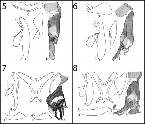 Figures 5–8. Genitalia. 5, Beziella (s. str.) vicaria (Curran, Citation1934): A, cercus and surstylus, lateral view; B, distiphallus, lateral view; C, pregonite, lateral view; D, postgonite, lateral view (after Lehrer Citation2009a, p. 88, fig. 28). 6, Beziella (s. str.) voeltzkowi (Enderlein, Citation1937): A, cercus and surstylus, lateral view; B, distiphallus, lateral view; C, pregonite, lateral view; D, postgonite, lateral view (after Lehrer Citation2009a, p. 3, fig. 2). 7, Beziella (Bilenemyia) limpopoensis (Zumpt, Citation1956): A, S5, ventral view; B, cercus and surstylus, lateral view; C, distiphallus, lateral view; D, pregonite, lateral view; E, postgonite, lateral view (after Lehrer Citation2003b, p. 84, fig. 27). 8, Beziella (Brasia) booersiana (Engel, Citation1925): A, S5, ventral view; B, cercus and surstylus, lateral view; C, distiphallus, lateral view; D, pregonite, lateral view; E, postgonite, lateral view (after Lehrer Citation2003b, p. 130, fig. 45).