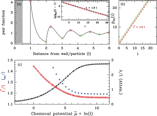 Figure 16. (a) Pair function g(r) of a dense (uniform, E(s)=E o =c ste ) hard-rod fluid. The residual chemical potential is μ˜=0 which gives a bulk density ρ b l=0.78. The statistical ordering of this dense phase is characterized by the period and the range of the oscillating pattern: (inset) ln(g m (i)l−1) as a function of p m (i)−l, where g m (i) is the value of the pair function at the ith extremum and p m (i) is the position of the ith extremum: maximum (red points) and minimum (green points) of the pair function. The linear regression gives a slope−λ=−1.9 l, with λ defining the damping length. (b) Position p m (i) of the ith maxima (red) or minima (green) as a function of i. The linear regression gives the mean period of the oscillations l*=1.2 l. (c) Evolution of the ordering range λ (black) and the mean period l* (red) as a function of the chemical potential μ˜. Both lengths are measured as explained in (a) and (b). In blue is reported the mean inter-nucleosome distance as a function of μ˜.