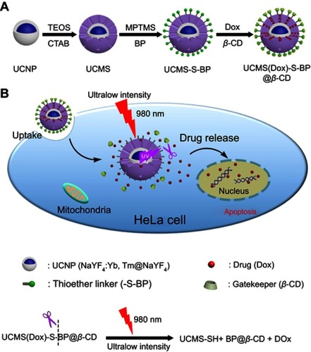 Scheme 1 Schematic illustration of an ultralow-intensity NIR light triggered on-demand drug release based on mesoporous silica-coated upconversion nanoparticles. (A) Synthetic procedure of UCMS(Dox)-S-BP@β-CD; (B) On-demand drug release triggered upon an ultralow-intensity (0.30 W/cm2) NIR light irradiation by using thioether as a photolabile linker based on the as-prepared UCMS(Dox)-S-BP@β-CD nanoparticles. The equation for the cleavage of thioether linker is given at the bottom.