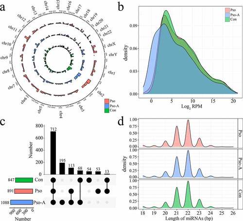 Figure 1. The basic characteristics of plasma-derived miRNAs from patients with psoriasis vulgaris (Pso) and patients treated with acitretin (Pso-A). a. The distribution of miRNAs, obtained by sequencing, on chromosomes. b. The distribution of miRNA expression. C. UpSet plot showed the common and unique miRNAs in the Con group, the Pso group, and the Pso-A group. Horizontal bars represent the total number of identified miRNAs within each group. Vertical bars represent the number of the common miRNAs in each group. The black original point below indicates the common situation of each group. (The vertical bars show the number of intersecting miRNAs between tissues, as denoted by the connected black circles underneath the histogram. The horizontal bars show the miRNA set size. D. The distribution of miRNA lengths